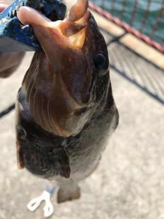 まさかのアイナメ⁈