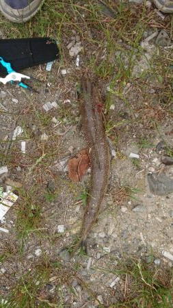 フラットフィッシュ狙い