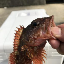 マムシは良く効く