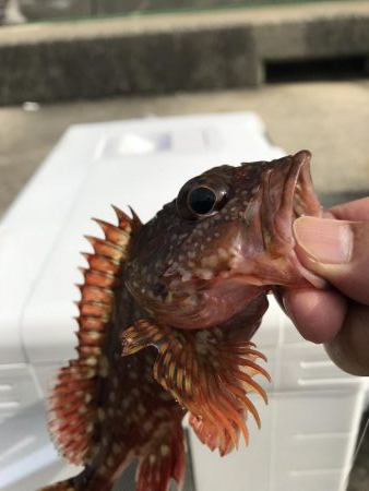 マムシは良く効く