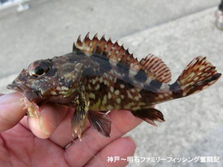 小物爆釣で満足の一日