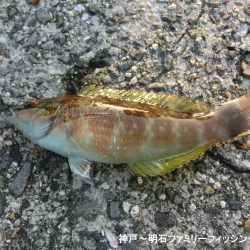 根魚絶好調