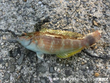 根魚絶好調