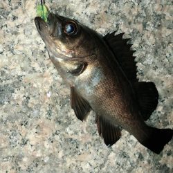 まだまだメバリング