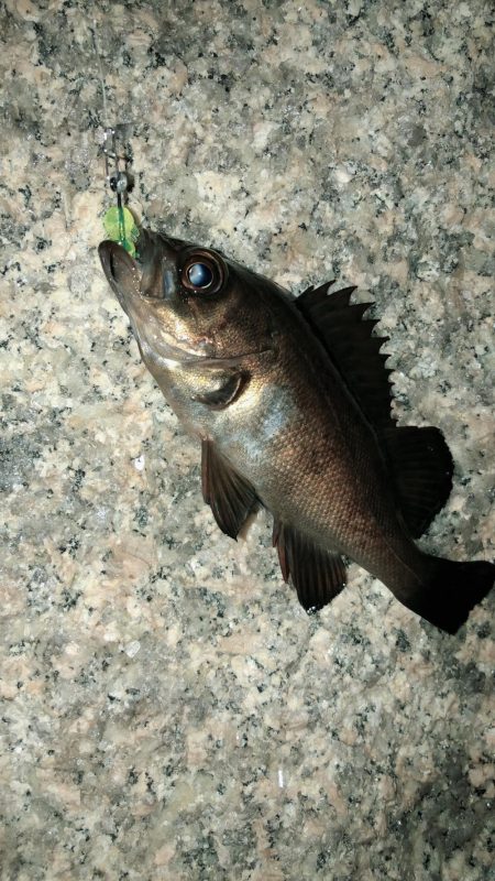 まだまだメバリング