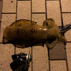 アジからのアオリ。