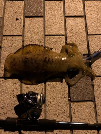 アジからのアオリ。