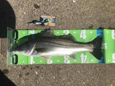 霞水系 鰐川 シーバス釣果