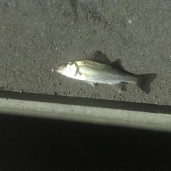 今切閘門でチーバス