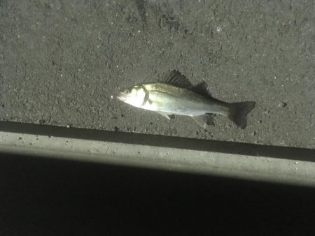 今切閘門でチーバス