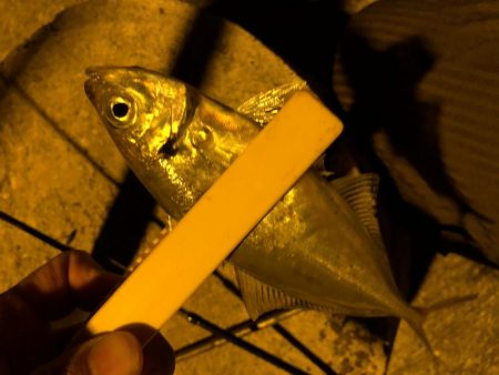 アジ釣ってオーセイ！