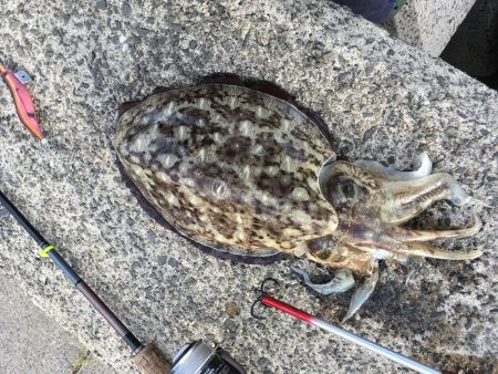 ふらっとエギング