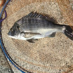 乗っ込み終盤？