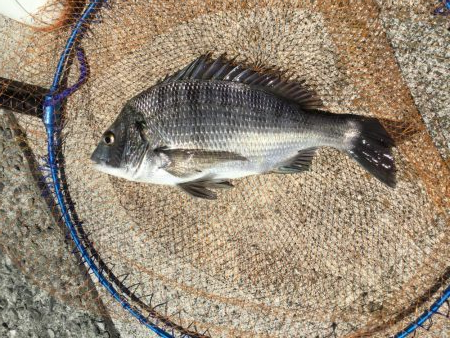 乗っ込み終盤？