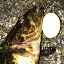 降雨前短時間メバリング