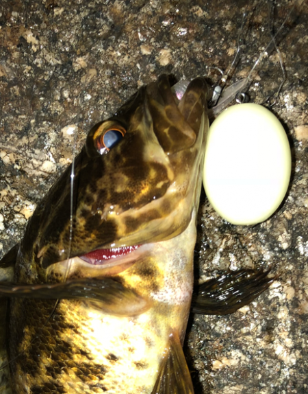 降雨前短時間メバリング