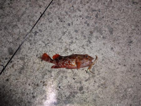 太刀魚の釣果がポツポツ上がっていたのでワイ…