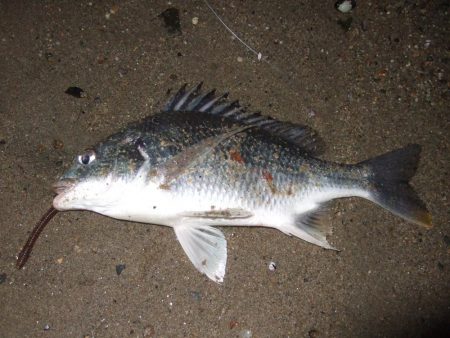 ２０１８ キビレ調査NO、８