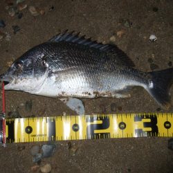 2018 キビレ調査NO、9