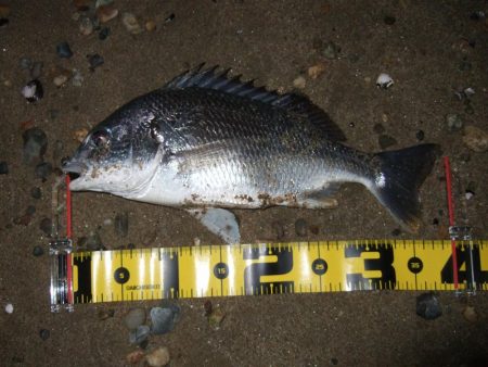 2018 キビレ調査NO、9