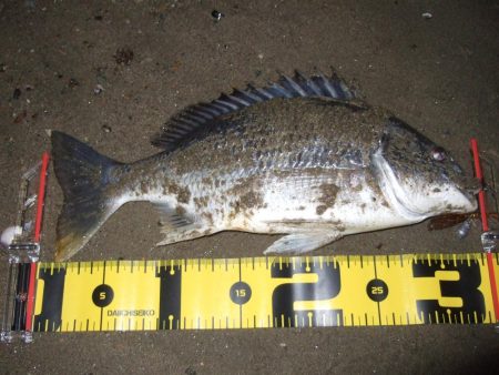 ２０１８ キビレ調査NO、１０