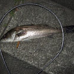 渋い中何とかゲット！