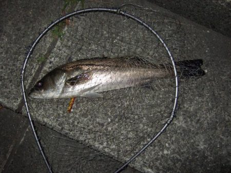 渋い中何とかゲット！