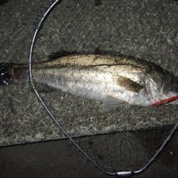 今シーズン初”スズキ”\(^o^)/