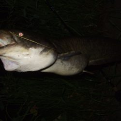 ニューロッドでナマズ調査