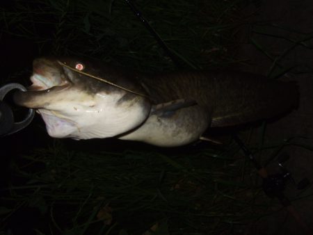 ニューロッドでナマズ調査