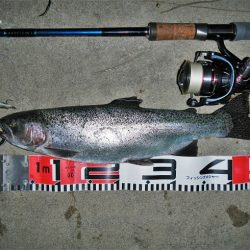 シーバス狙いが