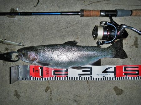 シーバス狙いが