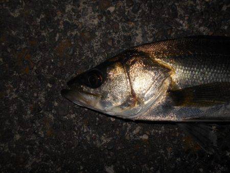 サイズは望めない…。