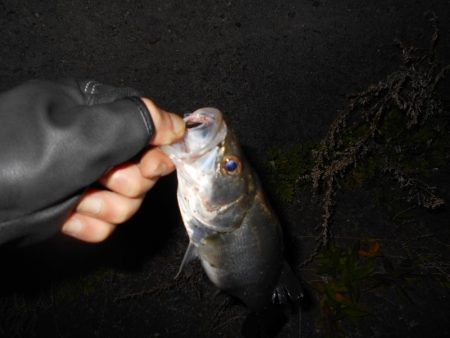 5/16バチ抜け調査。
