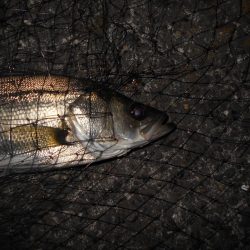 5/18バチ抜け調査。