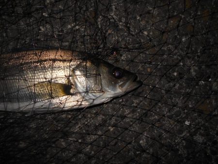 5/18バチ抜け調査。