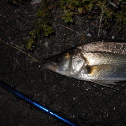 5/21バチ抜け調査。