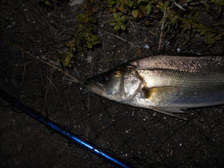 5/21バチ抜け調査。