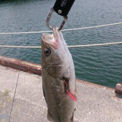 しばらくぶりだよ停泊船ゲーム