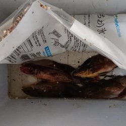 アイナメ１人勝ち