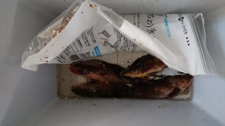 アイナメ１人勝ち