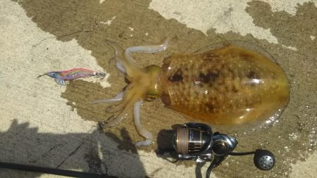 念願の春イカ！