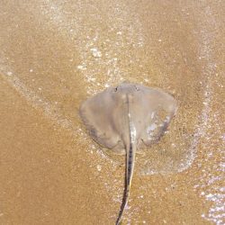 雨上がりのサーフ