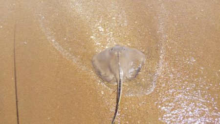 雨上がりのサーフ