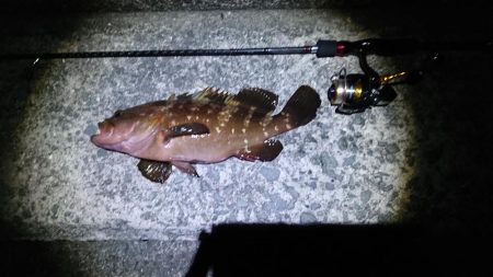 大物高級魚！！