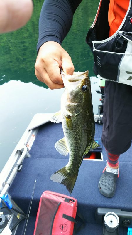 ネストを探して