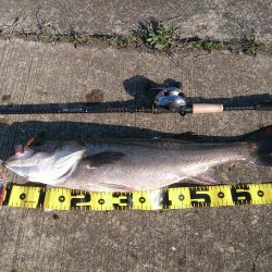 停泊船ゲームで75cm