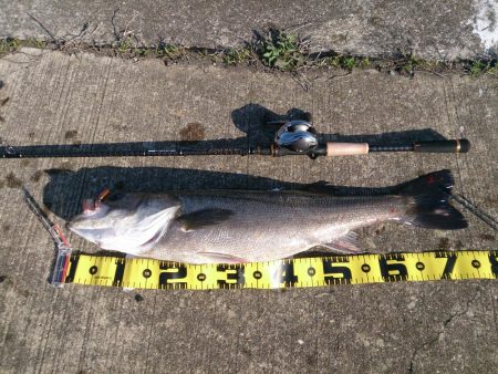 停泊船ゲームで75cm