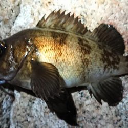 仕事終わりメバリング