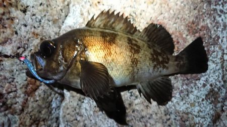 仕事終わりメバリング